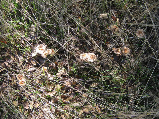 Mushrooms and new sprouts in dead grass