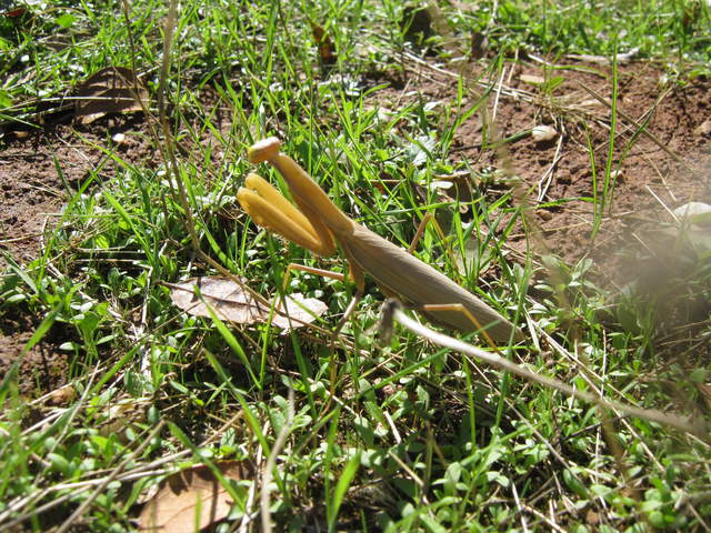 Yellow praying mantis in grass sprouts