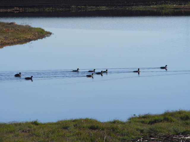 Coots paddling across still water