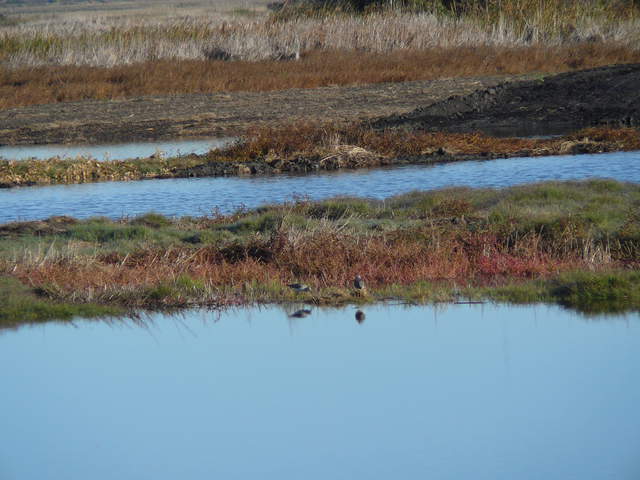 Wading birds in wetland