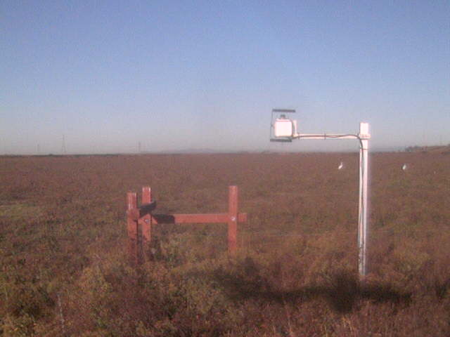 Great Egrets in the field.
