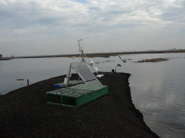 Bird dropings at site.