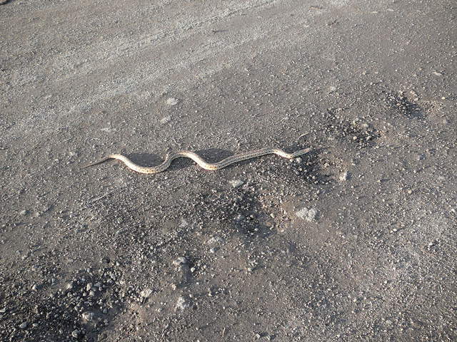 Gopher snake on the road