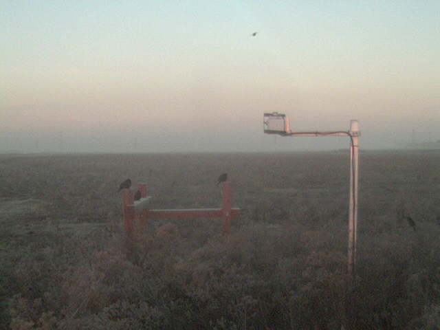 Birds on the fence.