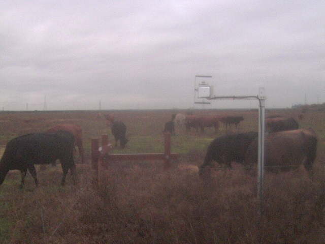 Lots of cows close by.