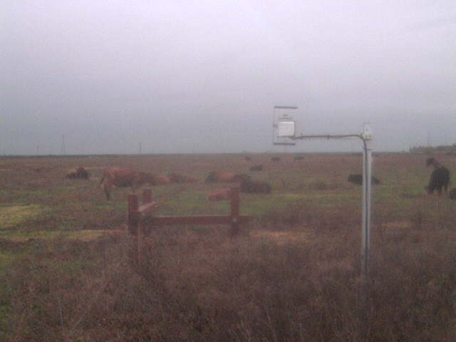 Cows resting on the ground.