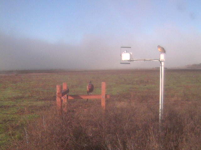 Pheasant on the fence and bird on the diffuse radiation boom.