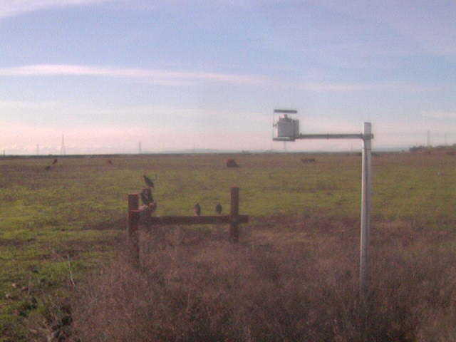 Birds on the fence.