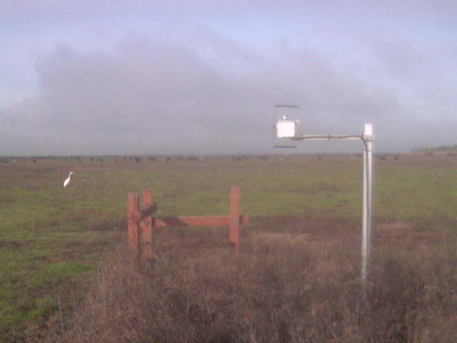 Heron in the field.