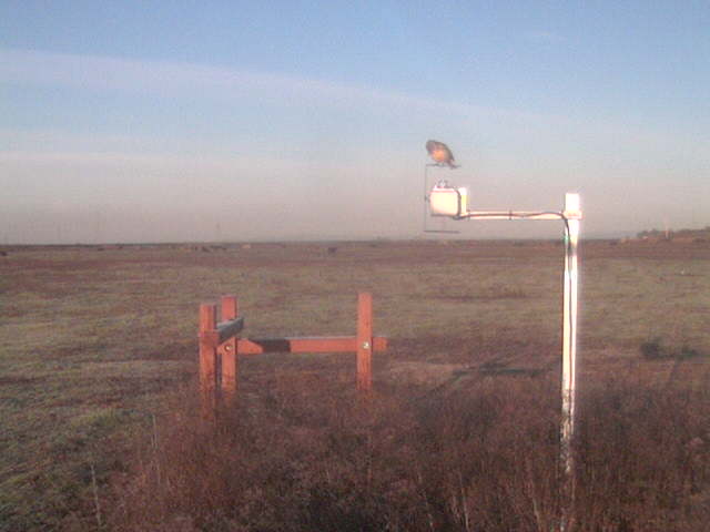 Bird on Diffuse radiation shadow band.
