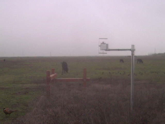 Pheasant on the ground and birds and cows in the field.