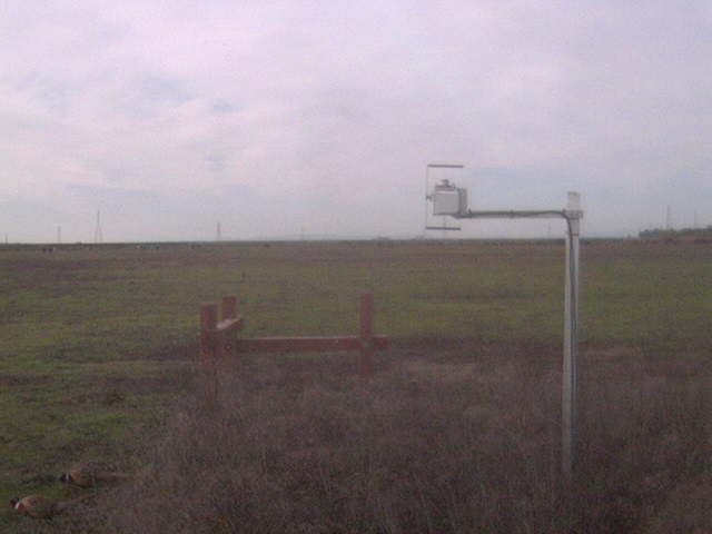 Pheasants on the ground.