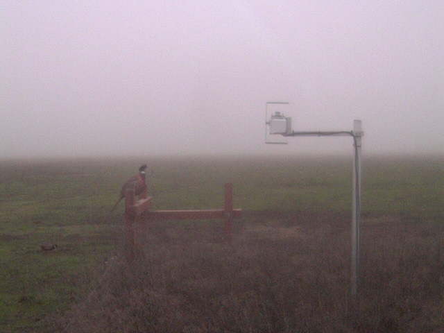 Pheasant on the fence.