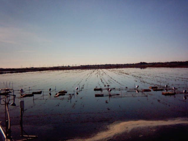 Clear day with scum on the water.