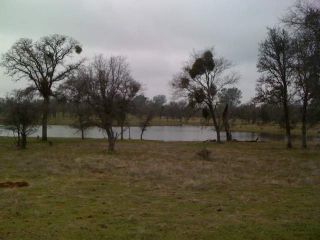 Tonzi pond mostly full