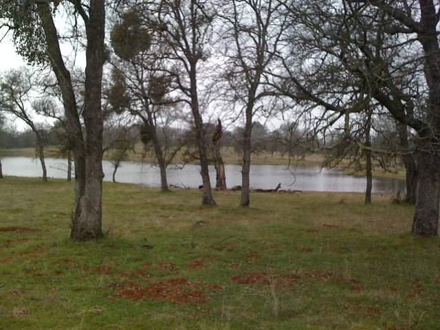 Tonzi pond mostly full another view