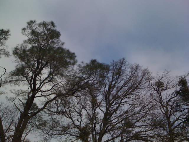 Pine canopy at Tonzi
