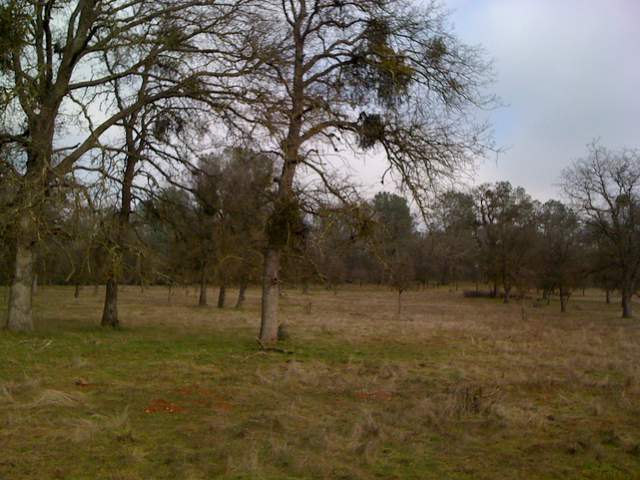 New grass at the oak savanna