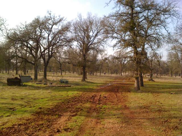 Muddy road through the oak savanna