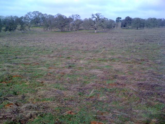 New grass at the Vaira site