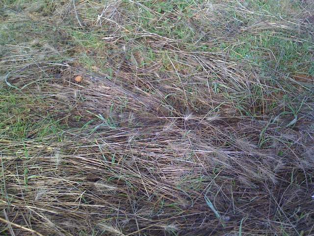 New grass growing through dead grass at the Vaira site