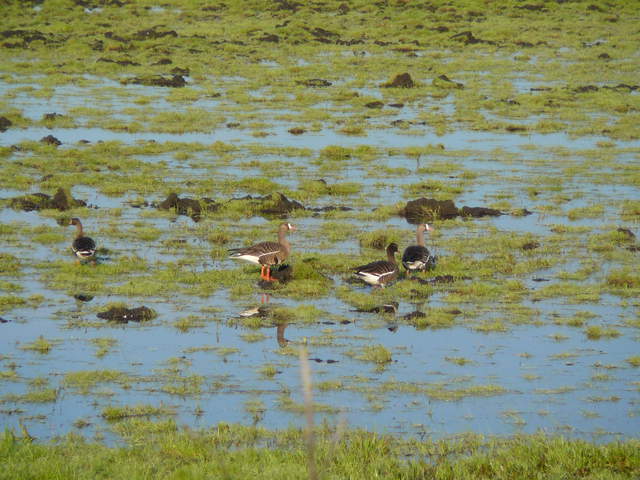 Greater white fronted geese in flooded field