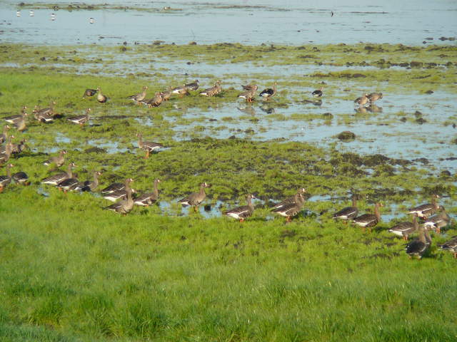 Greater white fronted geese in flooded field