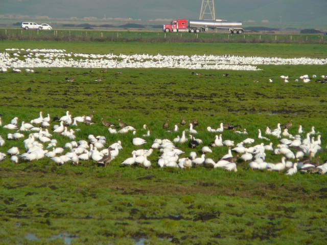 Lots of snow geese and greater white fronted geese on the green fields
