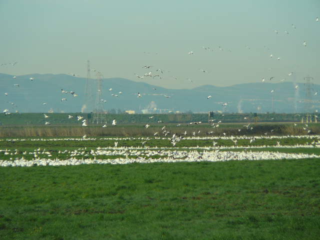 Large flock of geese coming and going in green field