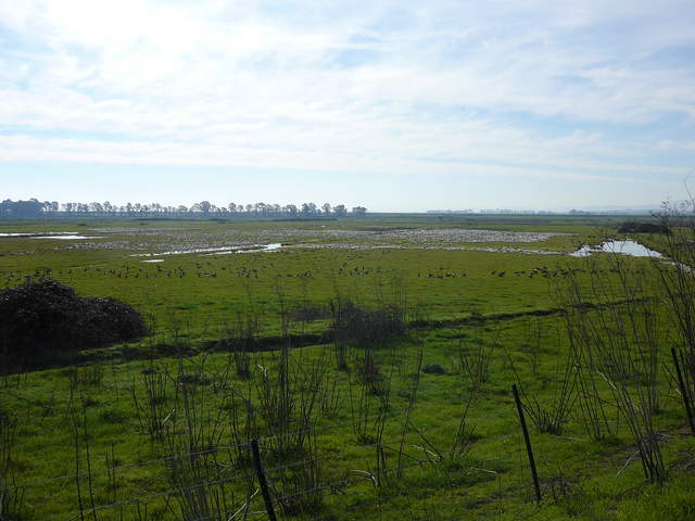 Large flock of geese coming and going in green field