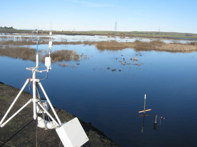 Ducks and coots
