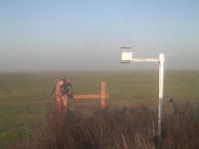 Pheasants