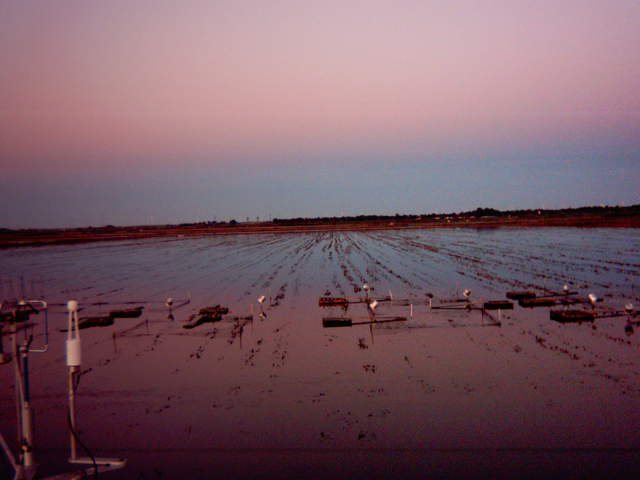 Purple dawn.