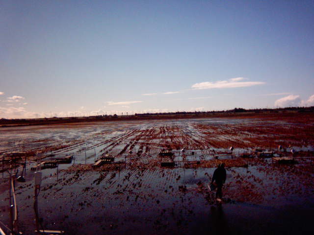 UC Davis in the field