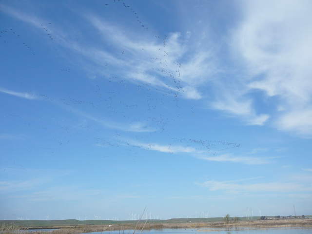 Large flock of geese