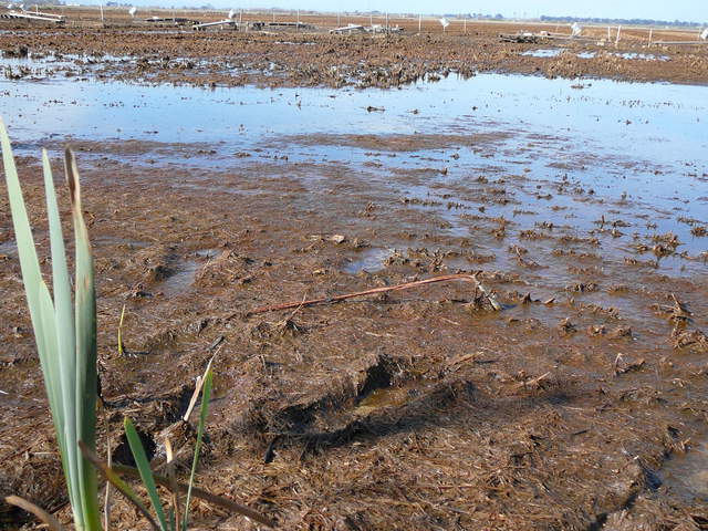 Soil sensors in muddy rice paddy