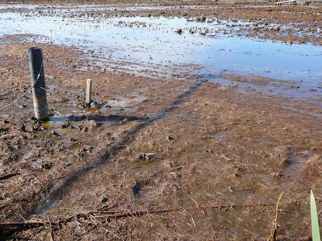 Water sensors on drained rice paddy