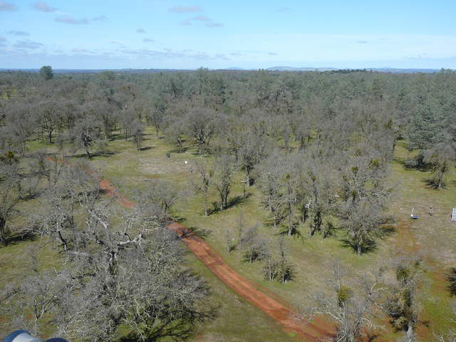 View on the oak woodland from the tower top with new grass but no oak leaves yet