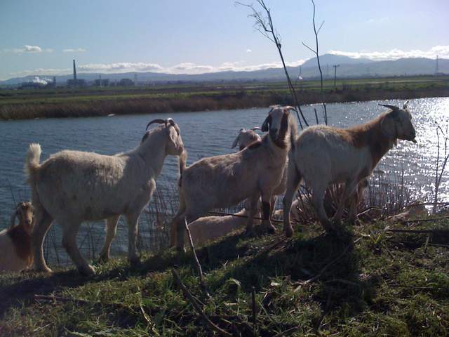 Goats on the slough levee road