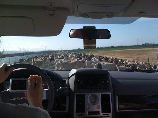 Goats on the slough levee road