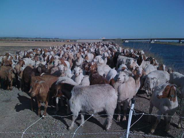 Goats on the slough levee road
