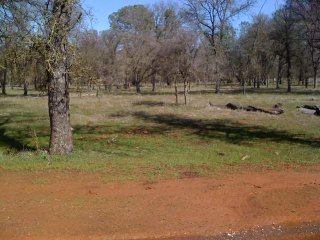 Dirt road and oak savanna