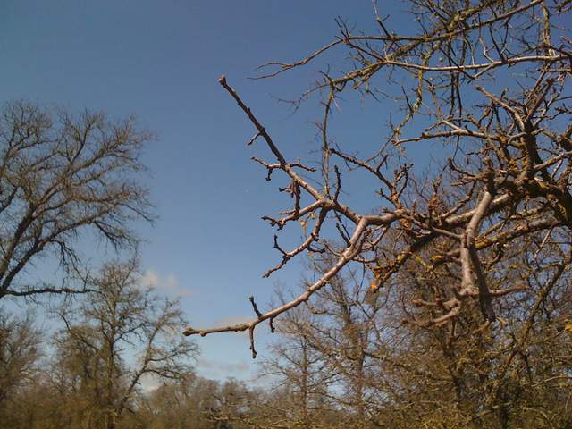 Buds on oak twigs