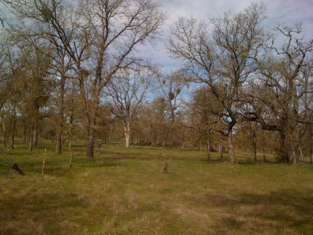 New grass at the oak savanna