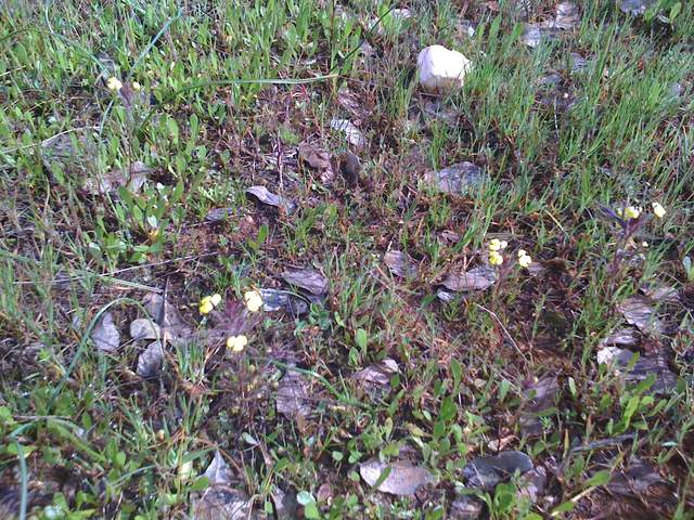 New grass and dead oak leaves at the oak savanna