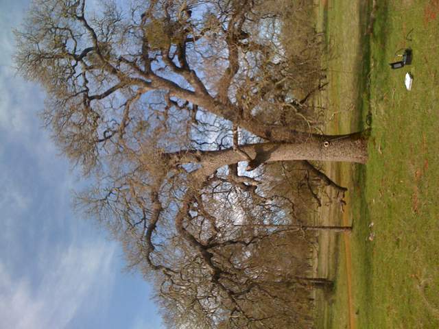 Big tree and soil moist logger at the oak savanna