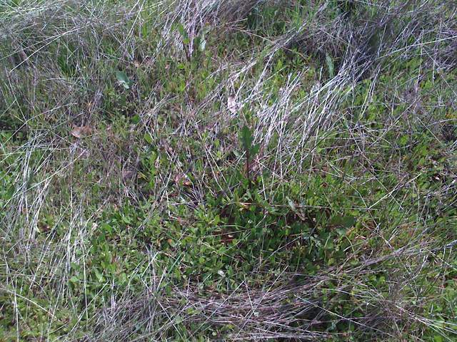 Close up or sprouting grass and herbs