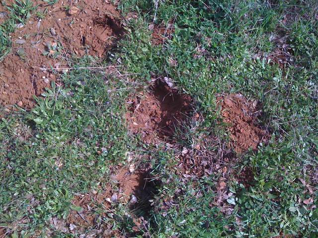 Gopher mounds in the new grass