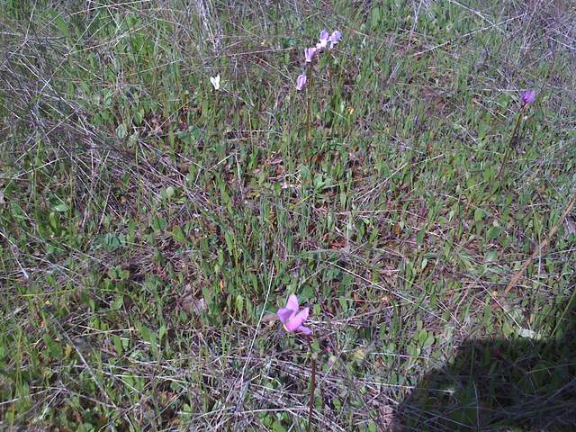 Pink flowers in new grass
