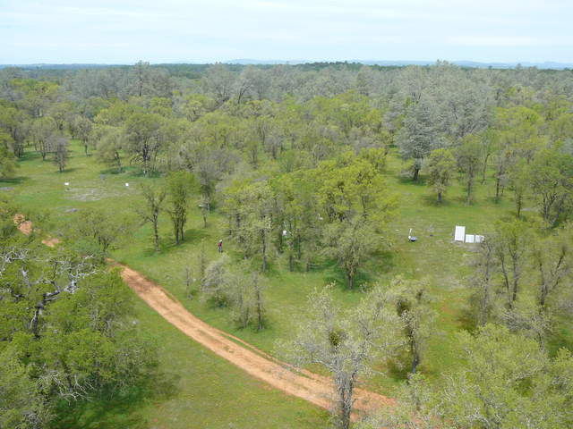 New leaves and green grass from the tower top